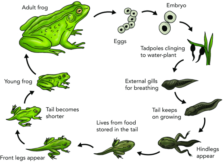 Frog Life Cycle Diagram PNG image