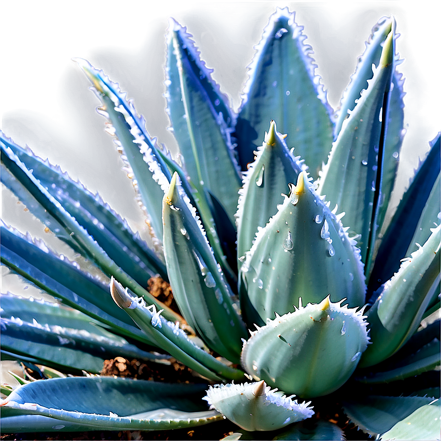 Frost-resistant Agave Plant Png Evq59 PNG image