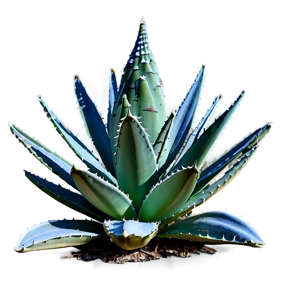 Frost-resistant Agave Plant Png Lbf PNG image