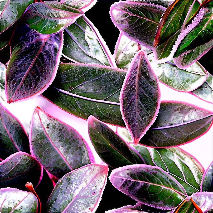 Frosted Eucalyptus Leaves Png 14 PNG image