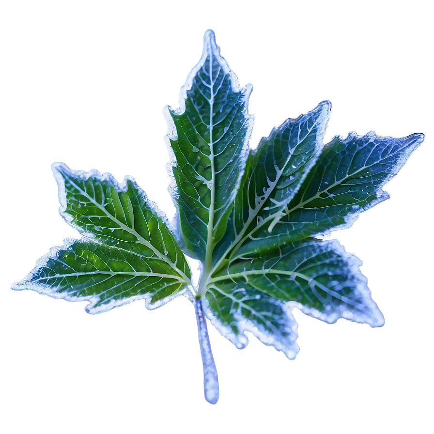 Frosted Leaf Png 05032024 PNG image