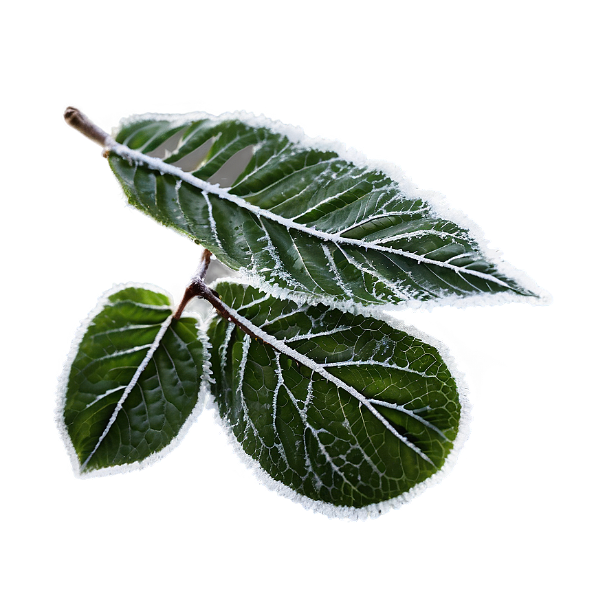 Frosted Leaves Png 05042024 PNG image