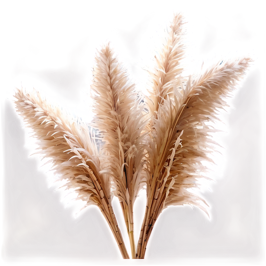 Frosted Pampas Grass Png 06122024 PNG image