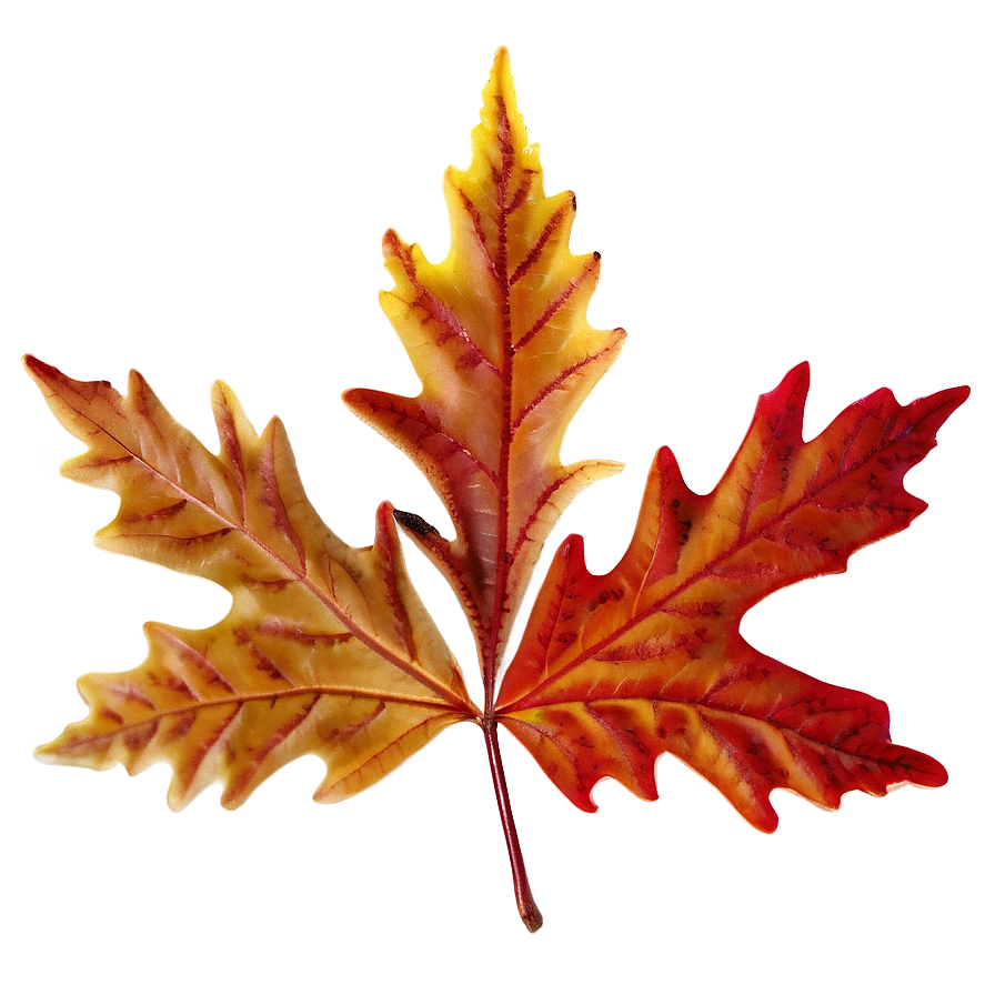 Frosty Autumn Leaves Png 66 PNG image