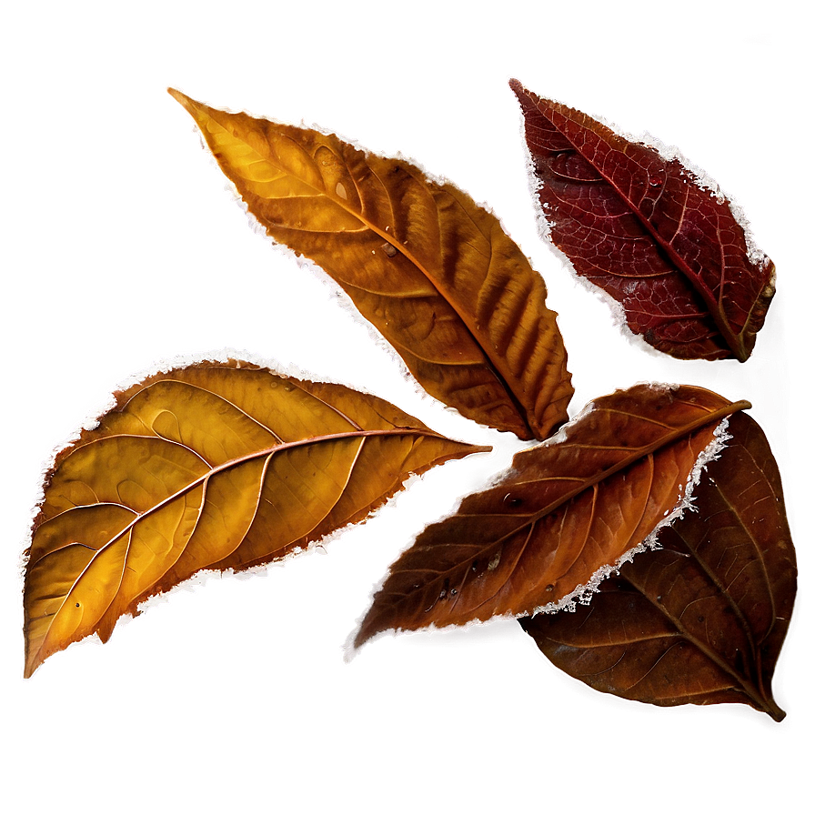 Frosty Morning Fallen Leaves Png Ssa74 PNG image