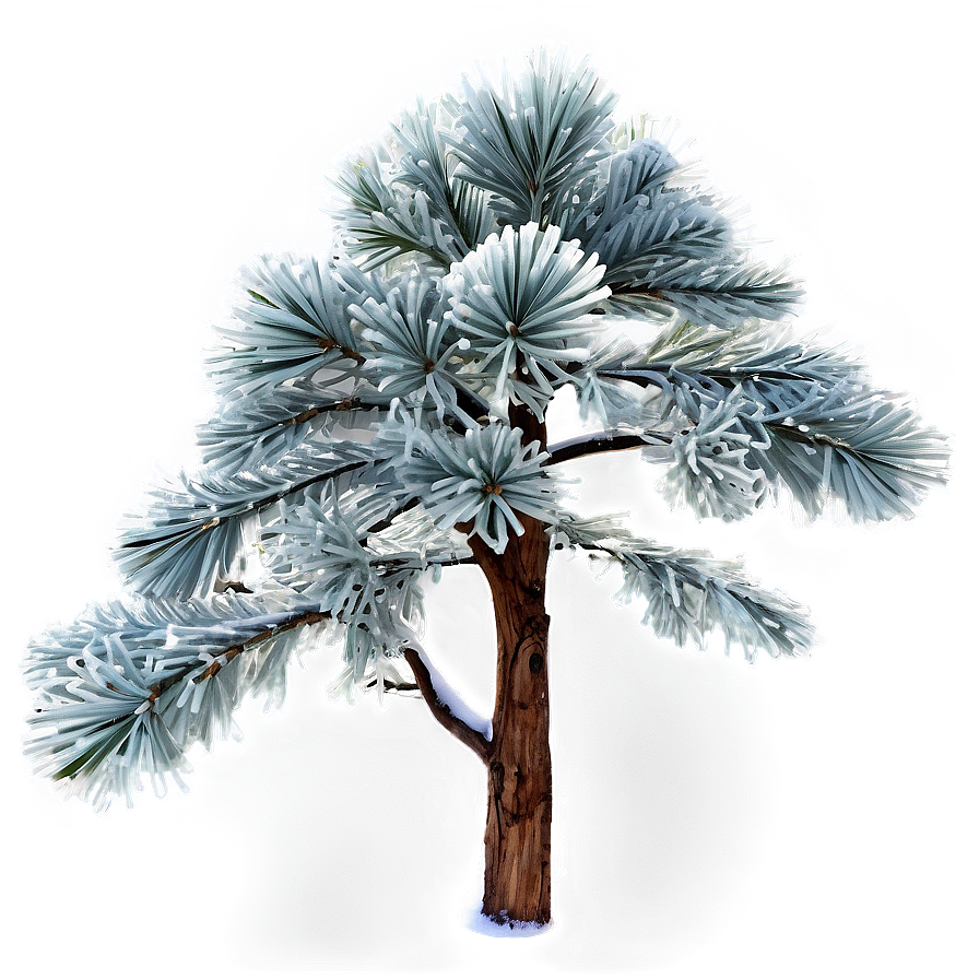 Frosty Pine Tree Png 06212024 PNG image