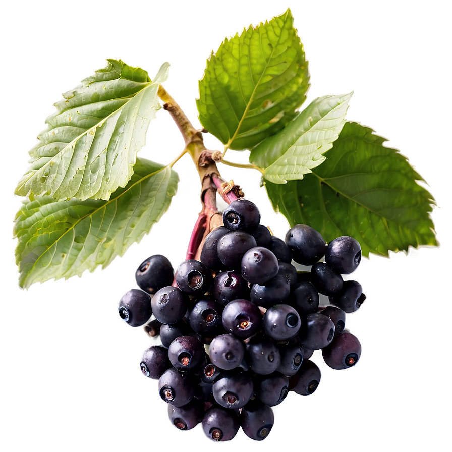 Frozen Elderberry Png 06252024 PNG image