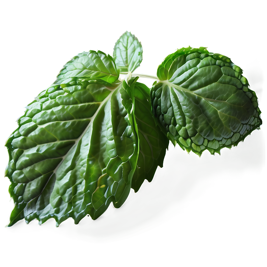 Frozen Mint Leaves Png Ujg PNG image