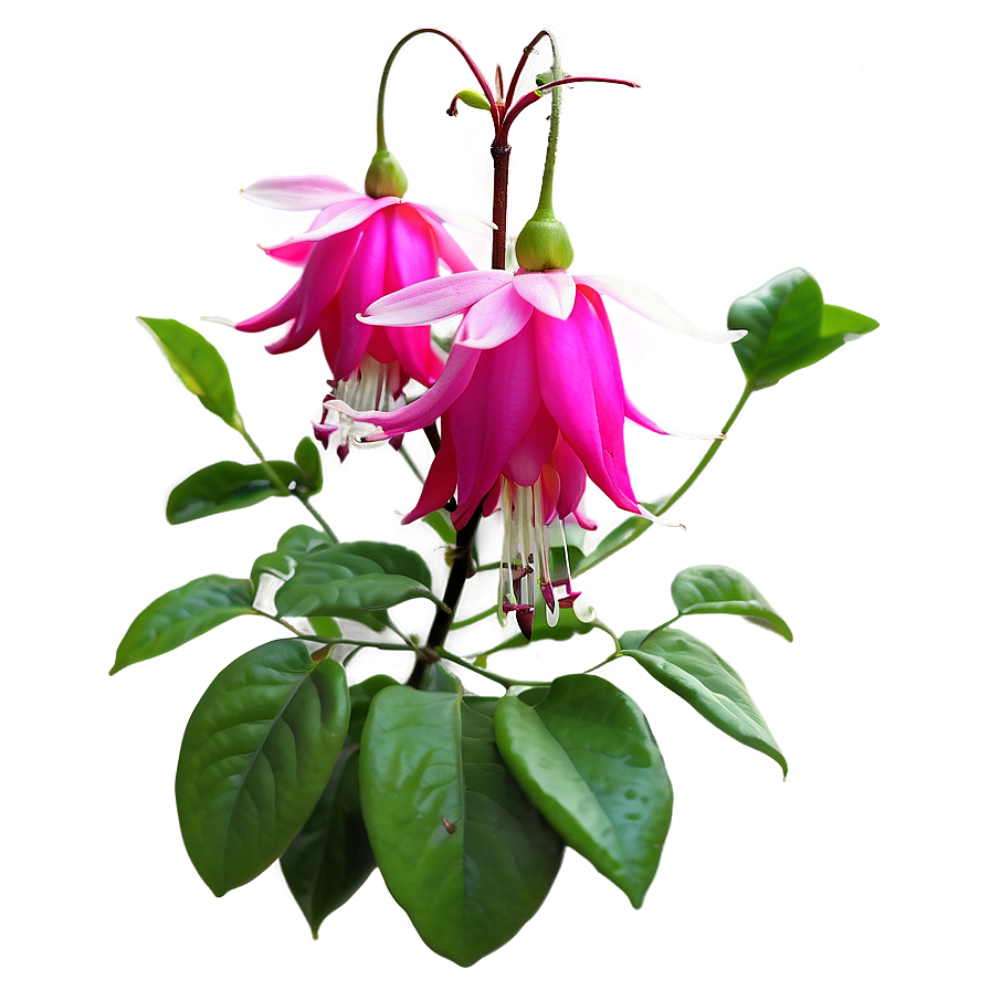 Fuchsia Flower Bush Png 06122024 PNG image