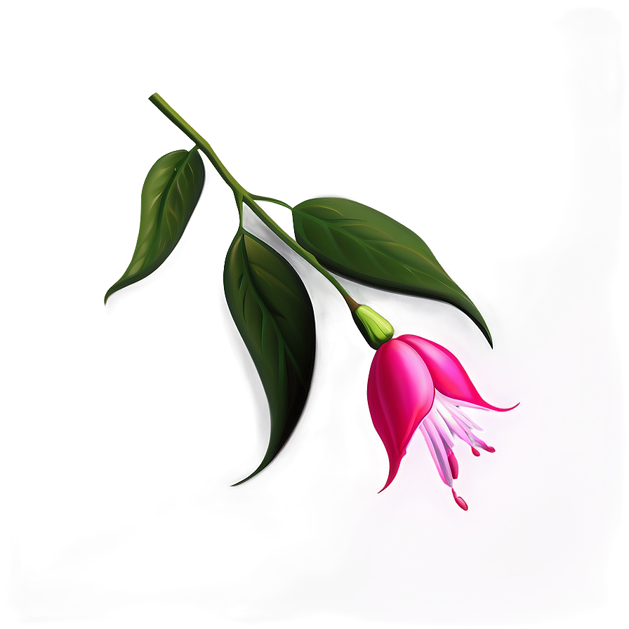 Fuchsia Flower Drawing Png 05252024 PNG image