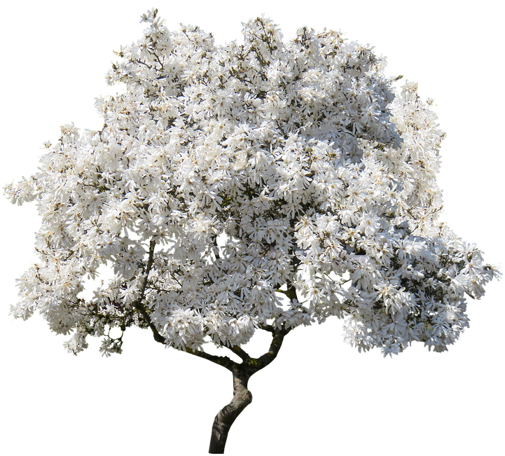 Full Bloom White Magnolia Tree PNG image