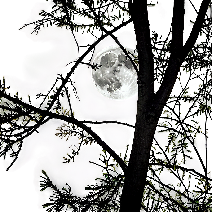 Full Moon Through Branches Png Nqk PNG image