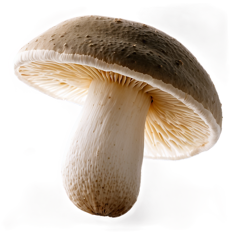 Fungi As Pest Control Png 38 PNG image