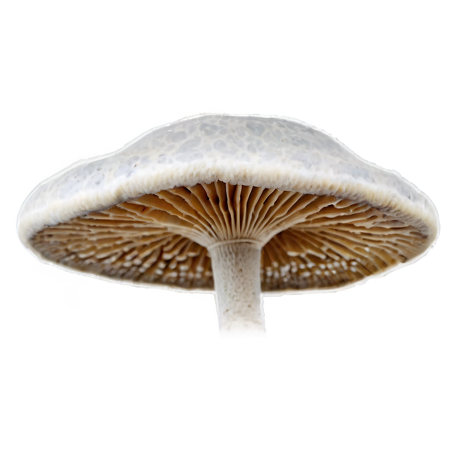 Fungi D PNG image