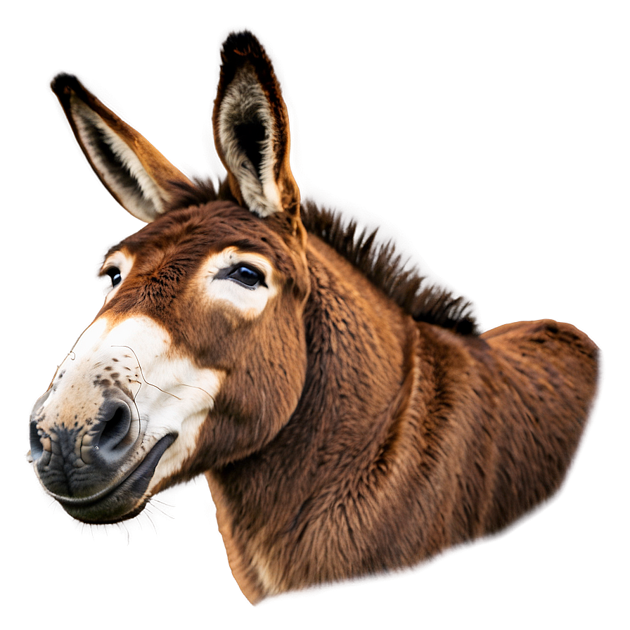 Funny Donkey Face Png 05232024 PNG image