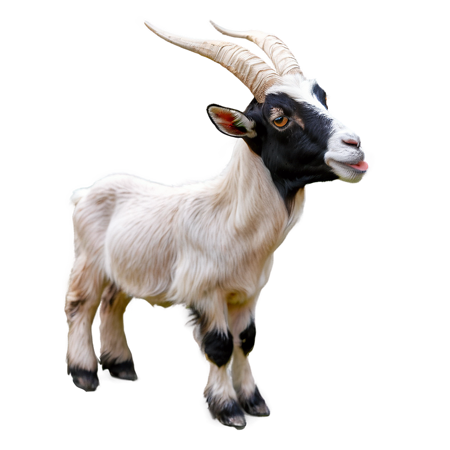 Funny Goat Png 05232024 PNG image