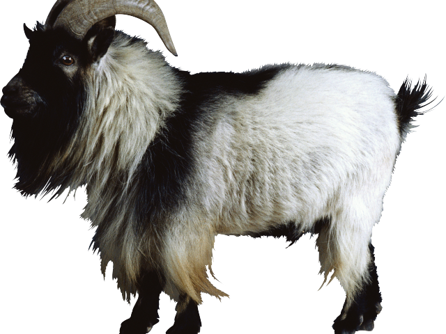 Furry Goatwith Curved Horns PNG image