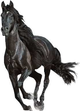 Galloping Black Horse Transparent Background PNG image