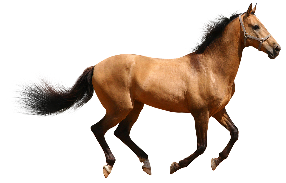 Galloping Brown Horse Transparent Background.png PNG image