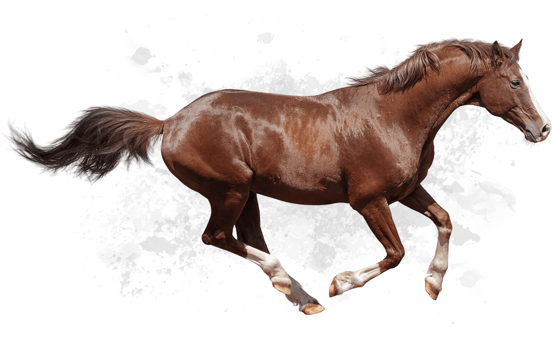 Galloping Brown Horse PNG image