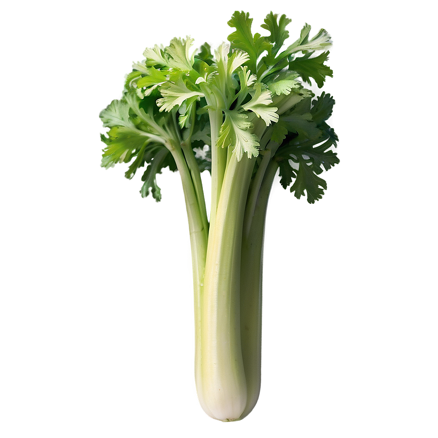 Garden Celery Png Wda94 PNG image