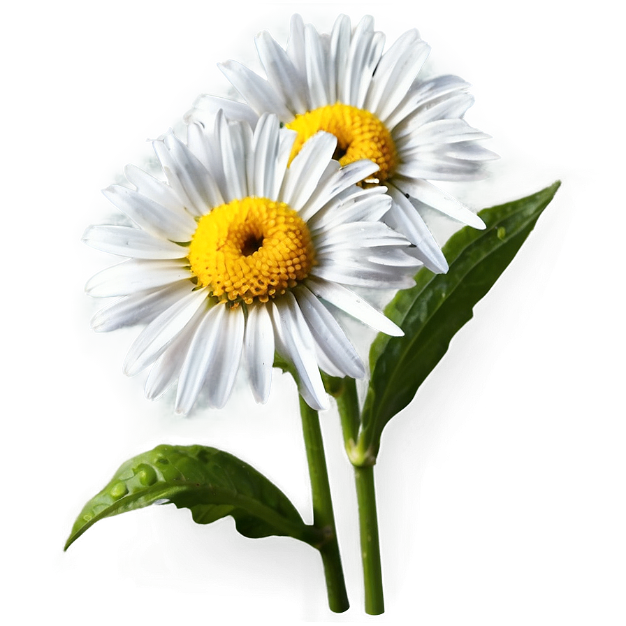 Garden Daisy Png Oic77 PNG image