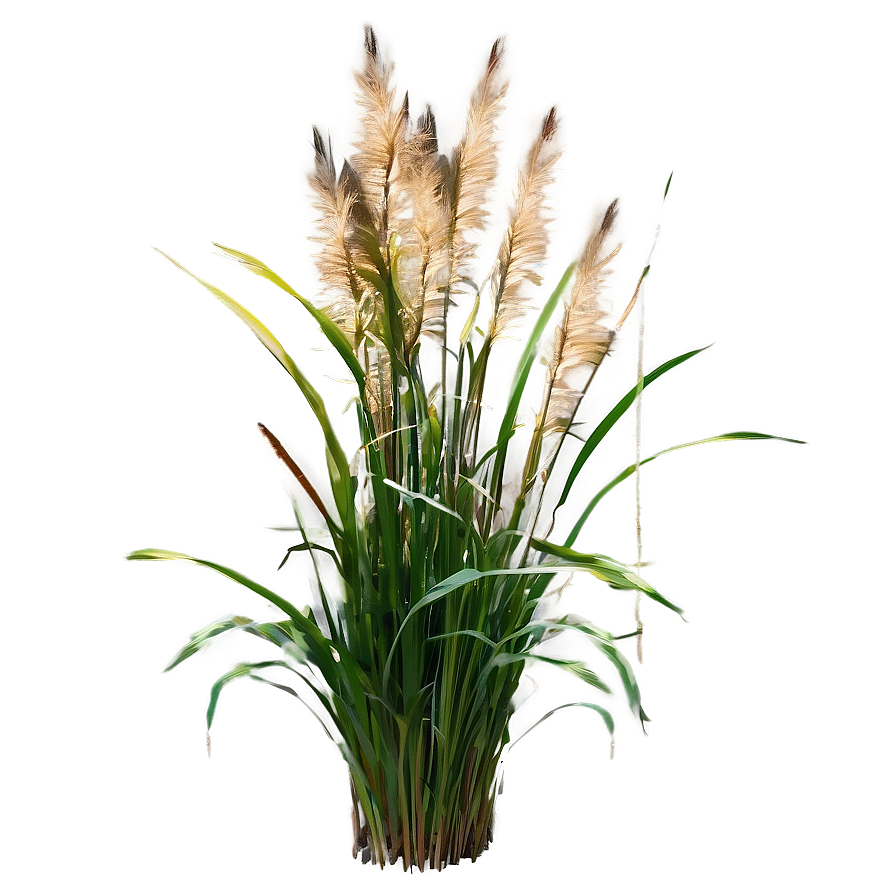 Garden Ornamental Grass Png 06212024 PNG image