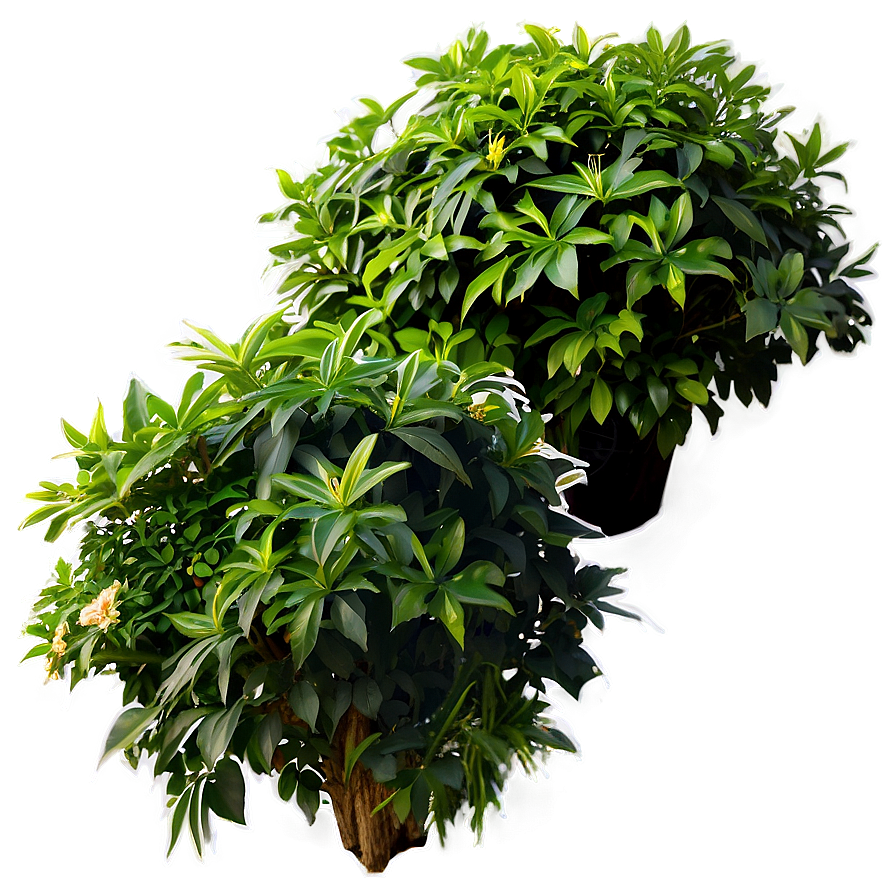 Garden Shrub Png 05252024 PNG image