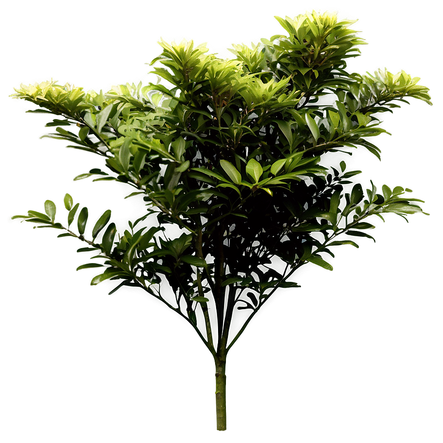 Garden Shrubs Png Oaf PNG image