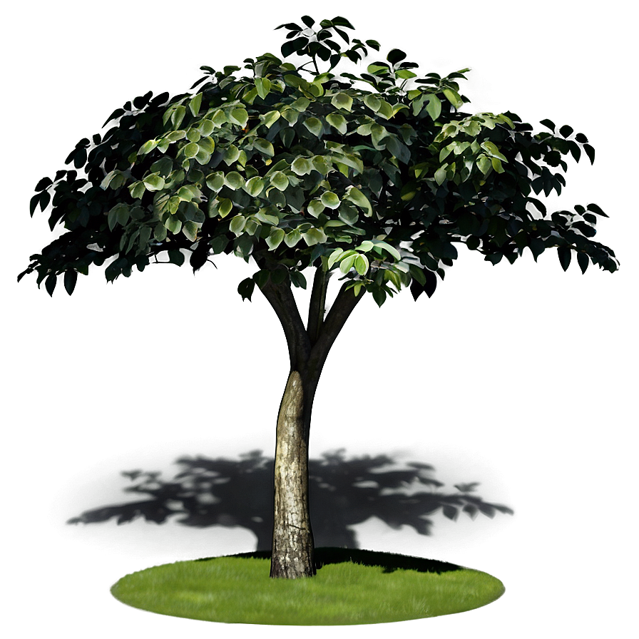 Garden Tree Shadow Png 06272024 PNG image