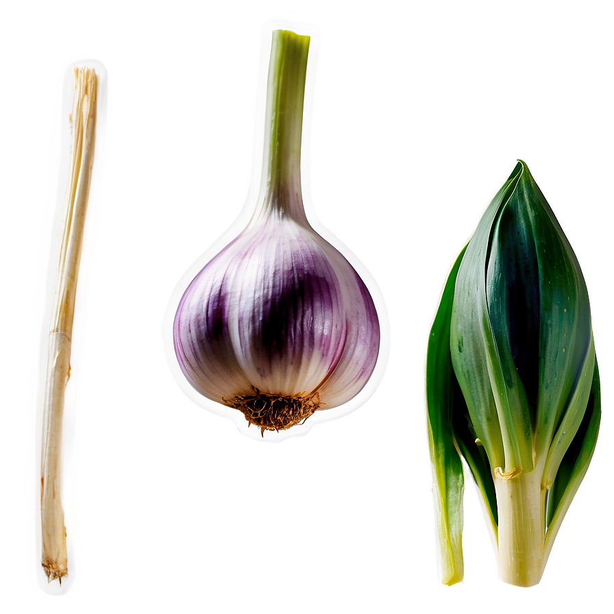 Garlic Sprout Png 81 PNG image