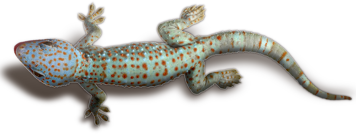 Geckowith Orange Spots PNG image