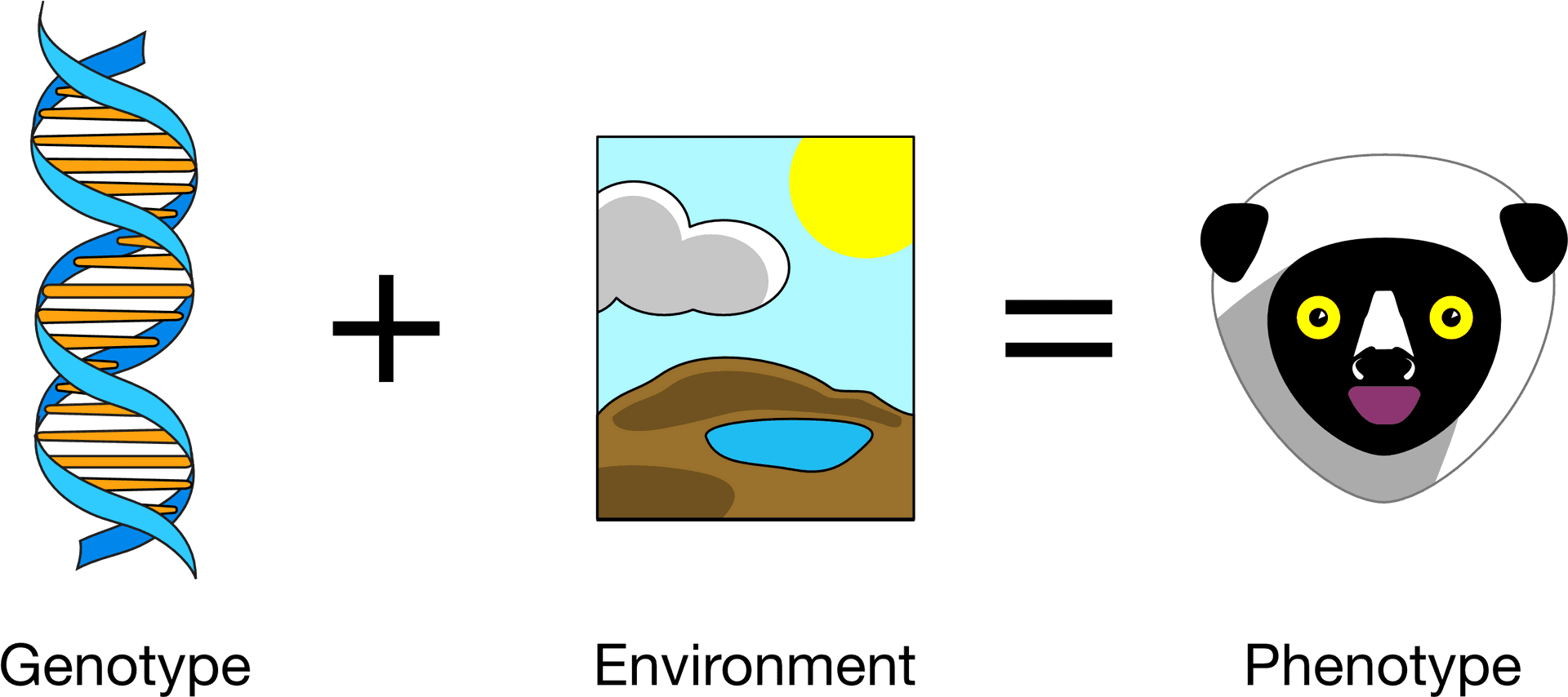 Genotype Plus Environment Equals Phenotype PNG image