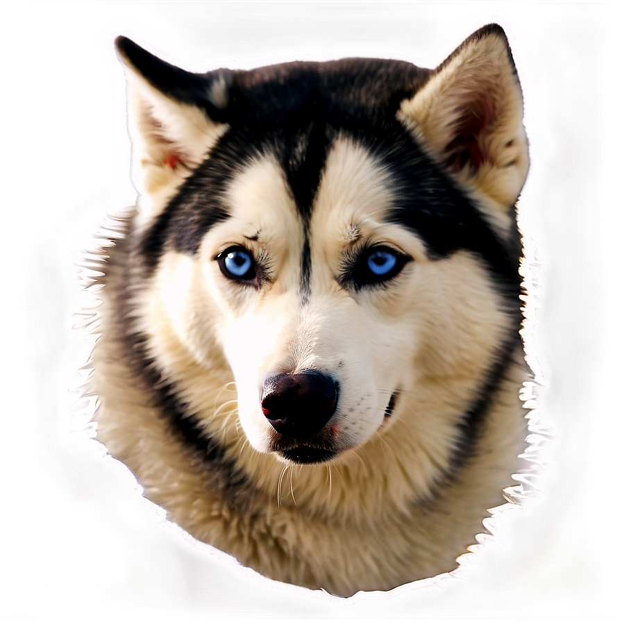 Gentle Siberian Husky Png 23 PNG image