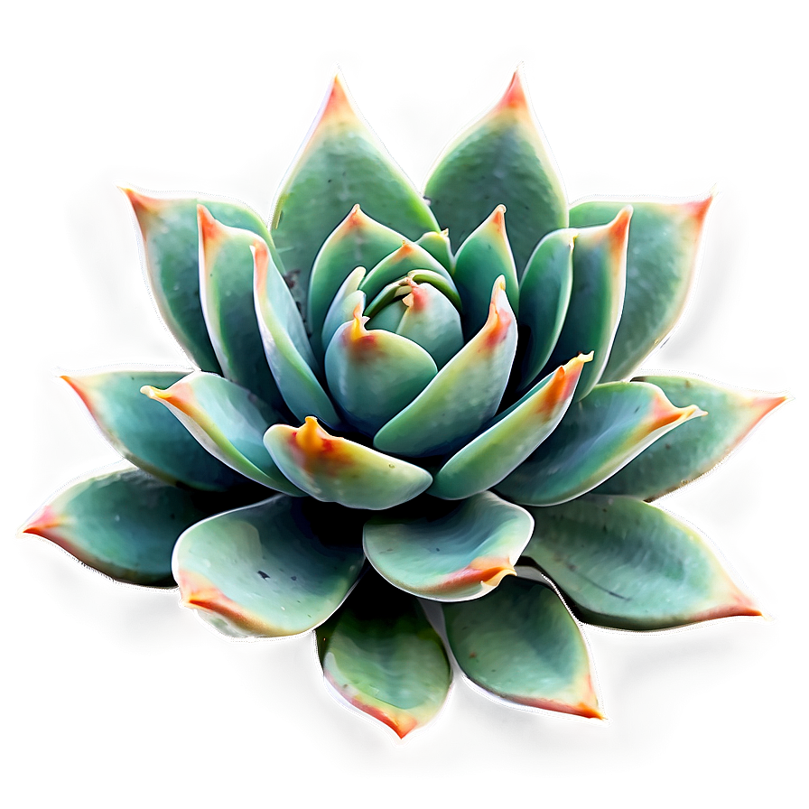 Geometric Succulent Png 23 PNG image