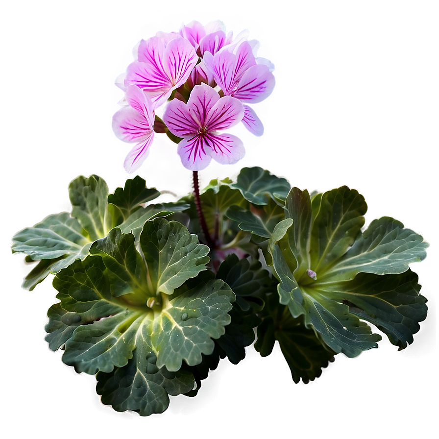 Geranium Flower Bush Png Svd72 PNG image