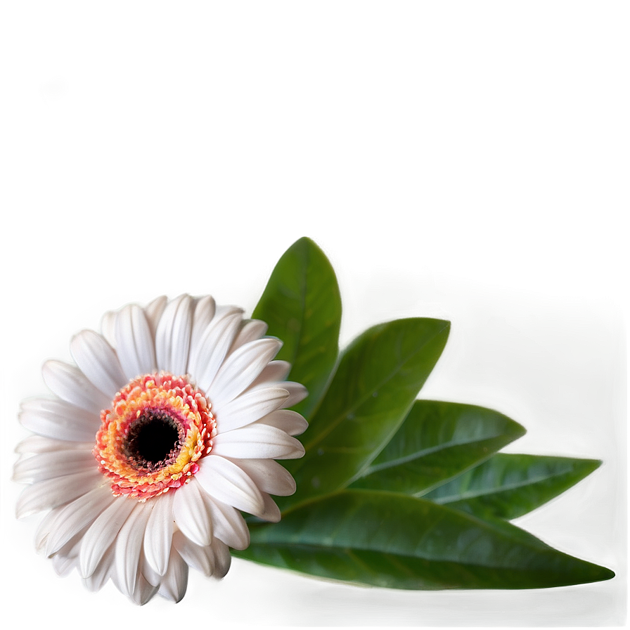 Gerbera Flower Transparent Png 05252024 PNG image