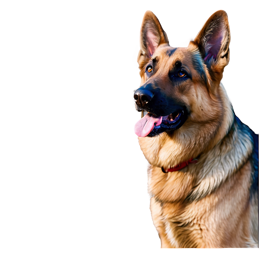 German Shepherd Dog Head Png 06212024 PNG image