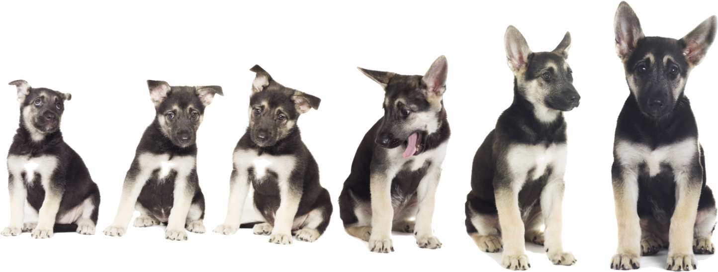 German Shepherd Puppy Growth Stages PNG image