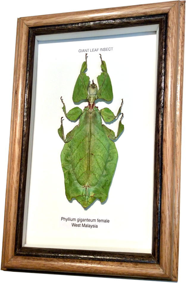 Giant Leaf Insect Phyllium Giganteum PNG image