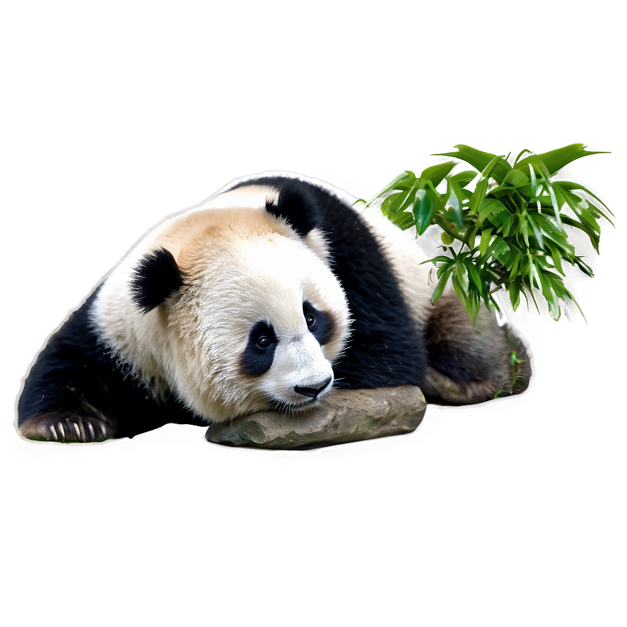 Giant Panda Photo Png 78 PNG image