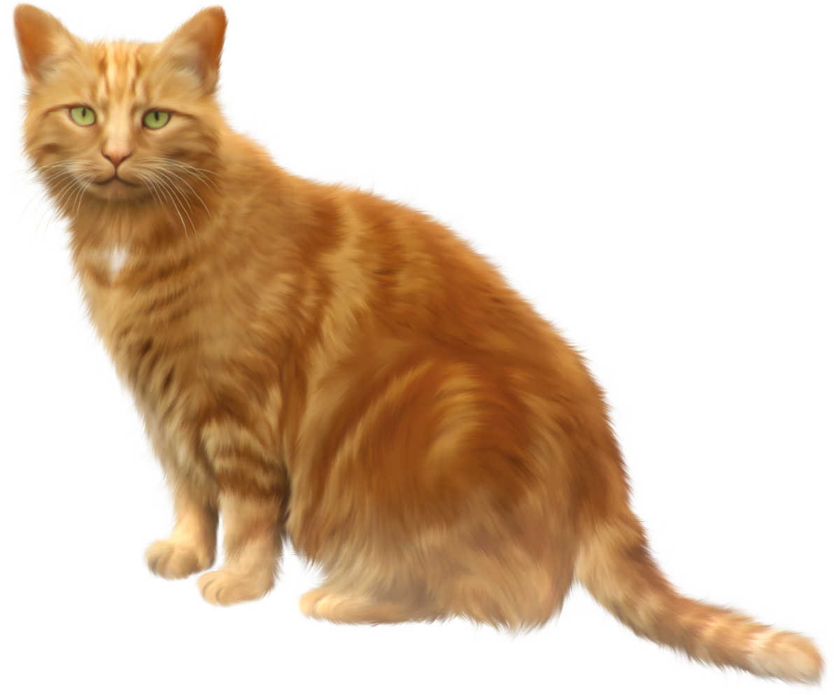 Ginger Cat Illustration PNG image