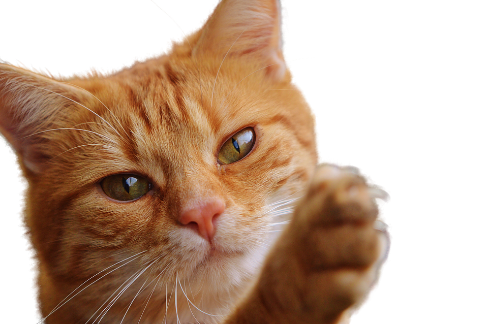 Ginger Cat Raising Paw PNG image