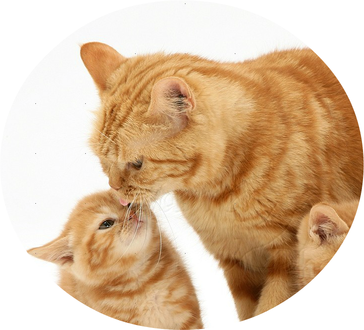 Ginger Catand Kitten Affection PNG image