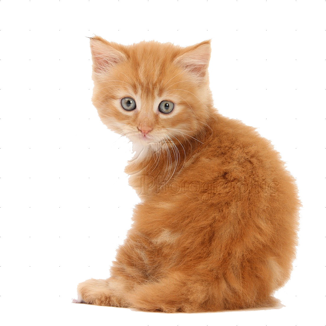 Ginger Kitten Looking Back PNG image