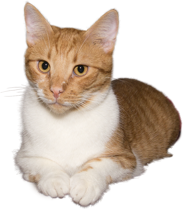 Gingerand White Cat Portrait PNG image
