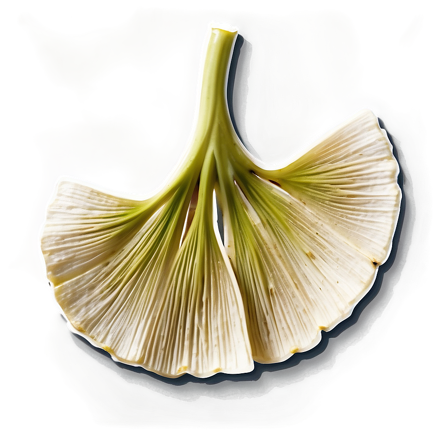 Ginkgo Biloba Tea Leaf Png 06262024 PNG image