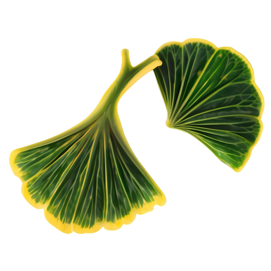 Ginkgo Biloba Tea Leaf Png Mkn PNG image