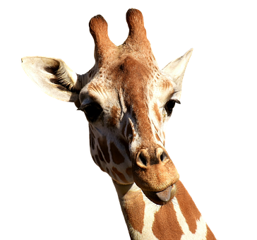 Giraffe Portrait Against Black Background PNG image