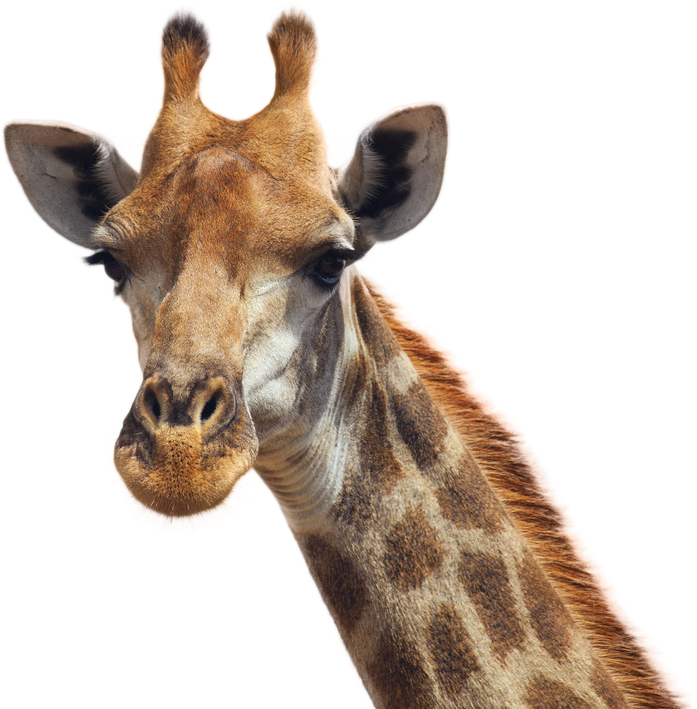 Giraffe Portrait Close Up.png PNG image